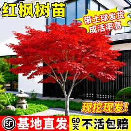 盆栽;园林果树;乔木