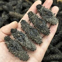 大连淡干辽参大连40头50头海参干货高泡发底播国标辽参淡干60头