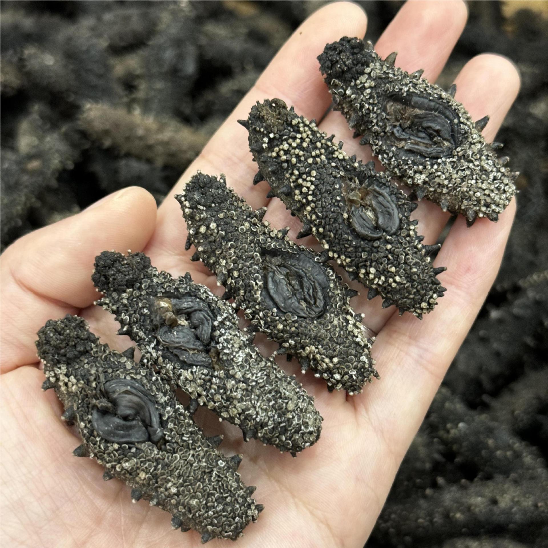 大连淡干辽参大连40头50头海参干货高泡发底播国标辽参淡干60头