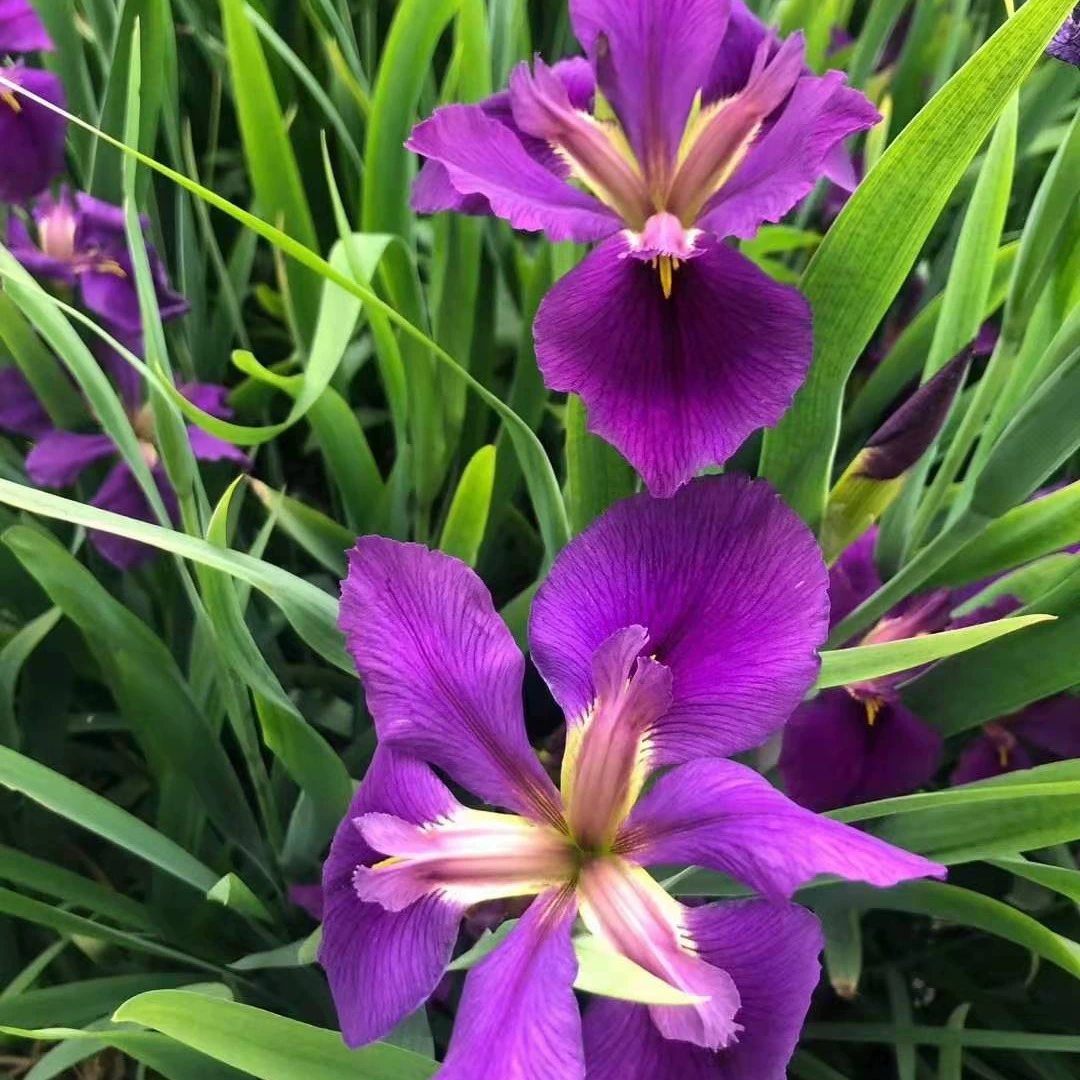Основание для посадки водных растений ириса, желтый цветок каламуса, гидропонный цветок, лист банана, двор, плавучий остров, тростник, аромат ириса