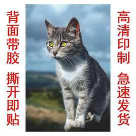 猫海报招财猫可爱动物萌宠白猫咪图片宠物店自粘壁纸装不干胶贴纸