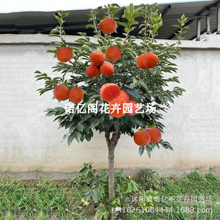 Persimmon Seedling Tree Persimmon Tree Courtyard Fruit Tree Crisp Sweet Fire Crystal Taiqiu Yangfeng Potted Ground Planting Extra Large Persimmon Tree Fruit Seedlings