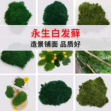 �����׷�޺����̦޺����ǽ�쾰��ֲ�����辰΢����DIY����Ʒװ��