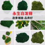 永生白发藓永生苔藓背景墙造景绿植材料盆景微景观DIY工艺品装饰