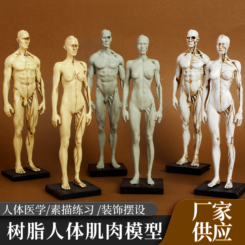 Physiological muscles model