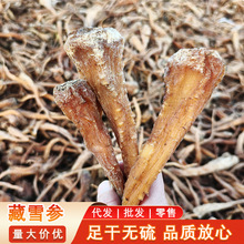 藏雪参 中药材批发藏雪参 西藏正宗雪参 萝卜参 藏雪参 量大价优