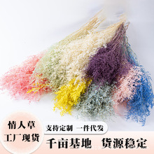 永生情人草干花现货批发白色情人草插花配材永生花情人节礼物花束