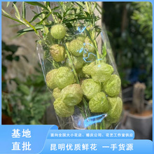 糖棉鲜花 昆明鲜花河豚果高级造景装置美瓶插花艺 现代插花常用