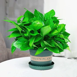 盆栽;种子;花盆容器