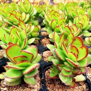 Real Shot of Tengu Dance with Multiple Heads 4-6cm, Single Plant Including Greenhouse Succulents