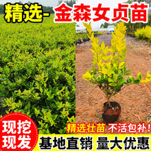 ��ɭŮؑ��ͥԺ�G�����玧�������~�G�hɫ�K�ͺ��ϱ����ر�ֲ��