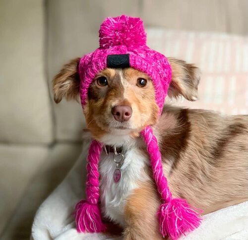 New pet headgear autumn and winter fur ball warm and anti-freeze wind puff ball knitted French bulldog knitted hat for large and small dogs