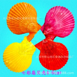 批发越南天然彩色扇贝壳原料 七彩斑斓 适用于工艺品 DIY 及鱼缸