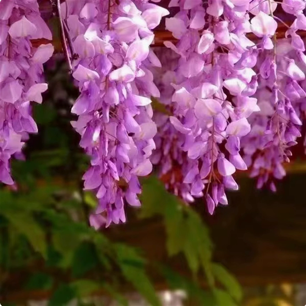 Саженцы вистерии, вьющиеся растения, для ограждений двора, цветущие в любое время года, рассада цветов в горшках, зеленые растения, лианы, вистерия.