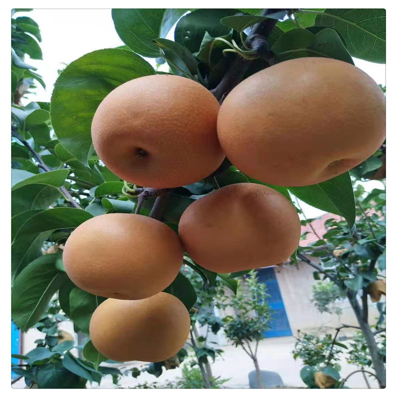 微信图片_20210126213035