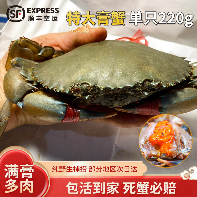 AAA膏蟹缅甸顺丰包邮母蟹空运孟加拉鲜活螃蟹野生1/220g左右青蟹