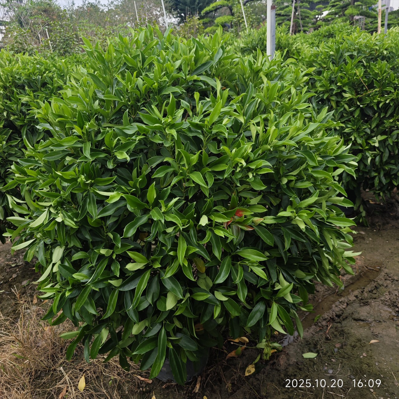 非洲茉莉球苗木厂家灰莉球型绿植盆栽非洲茉莉球型花苗厂家直销