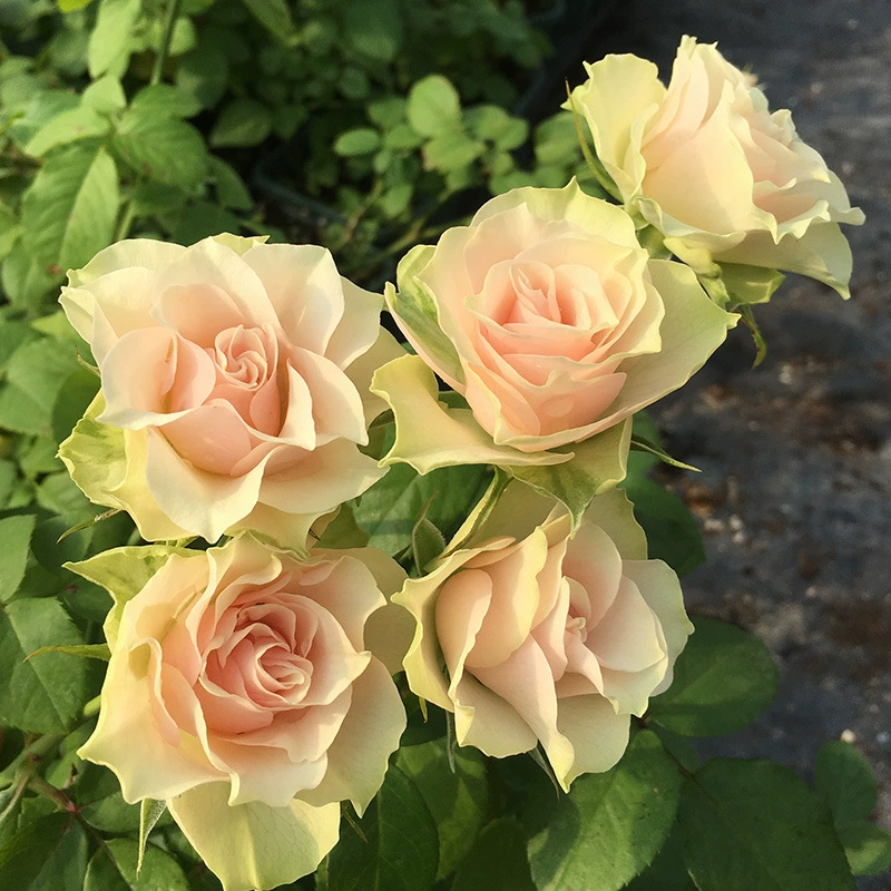 Одноцветочные розовые розетки в горшках для балкона и двора, многоголовые, обильные цветы, для круглогодичного цветения, дропшиппинг.