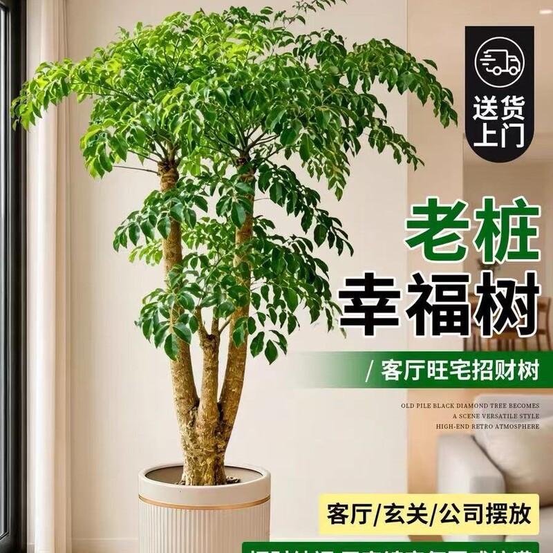 Happy Tree Bonsai with Old Trunk, Maple Green Plant, Easy to Maintain All Year Round, Large Peace Tree for Living Room and Office Happy Tree Bonsai with Old Trunk, Maple Green Plant, Easy to Maintain All Year Round, Large Peace Tree for Living Room and Office