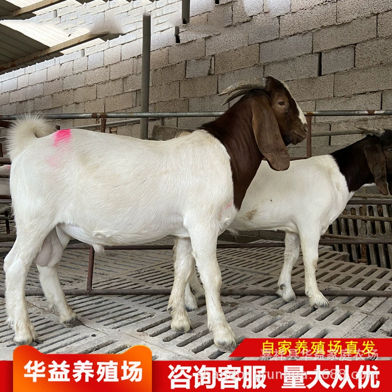 Бурская коза Беременная овца цена Бурская коза ягненок живая польская горная овцеводческая ферма