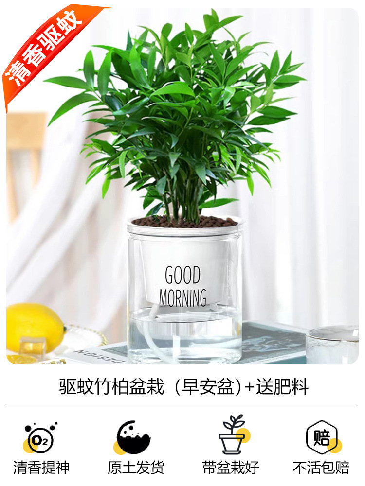 모기퇴치 대나무, 편백 화분 + [굿모닝 화분] + 무료 비료