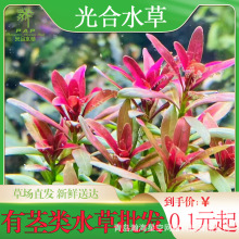 ���o�ɢ�bˮ�����l�󾰲ݻ��w��ˮ�ݑ��˹��ˮ����ݼt����