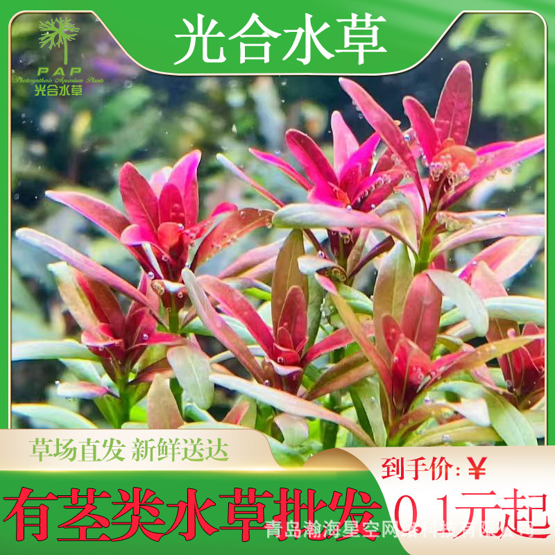 有茎类散装水草批发后景草活体真水草懒人光合水草坨草红丁香