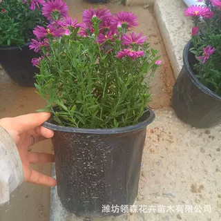 荷兰菊四季荷兰菊开花卉庭院植物室内花卉绿植带花苞花苗基地批发