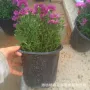 植物庭院基地四季荷兰菊