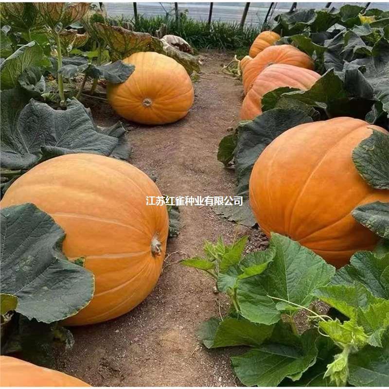 巨型南瓜种子大南瓜种子籽新品种观赏食用四季春秋蔬菜种子蔬菜籽