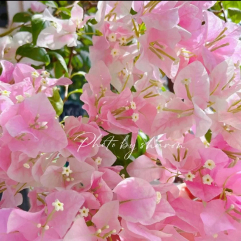 클래식 핫 스타일(광홍잉)