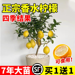 Four Seasons Perfume Lemon Sapling Ulric Red Flesh Green Lemon Potted Fruit Ground Planting Courtyard Planting Year-Old Fruit