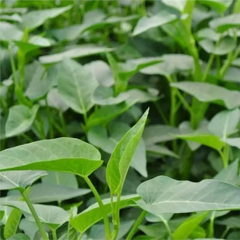 Семена водной капусты оптом, новые семена, четырехсезонные балконные горшечные растения водной капусты, свежие овощные семена для гидропонной почвенной культуры