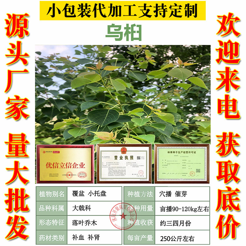 新采乌桕种子腊子树种子桕子树木子树籽山乌桕籽绿化红叶乌桕树种