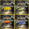 4-5cm cichlid combination 4 pieces
