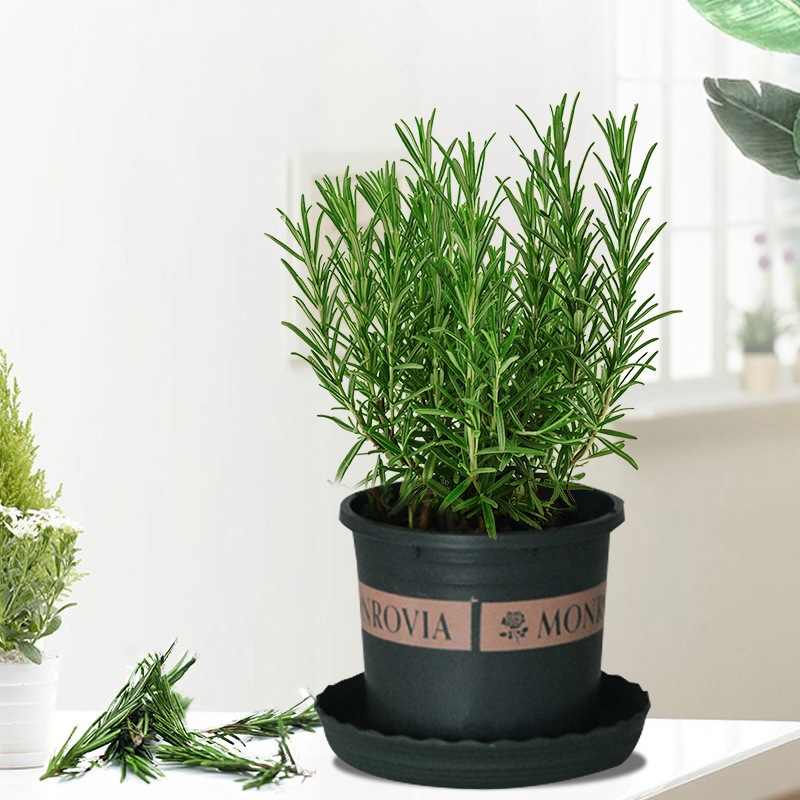 로즈마리 중간 모종 1포트(갤런 포트) + 영양액