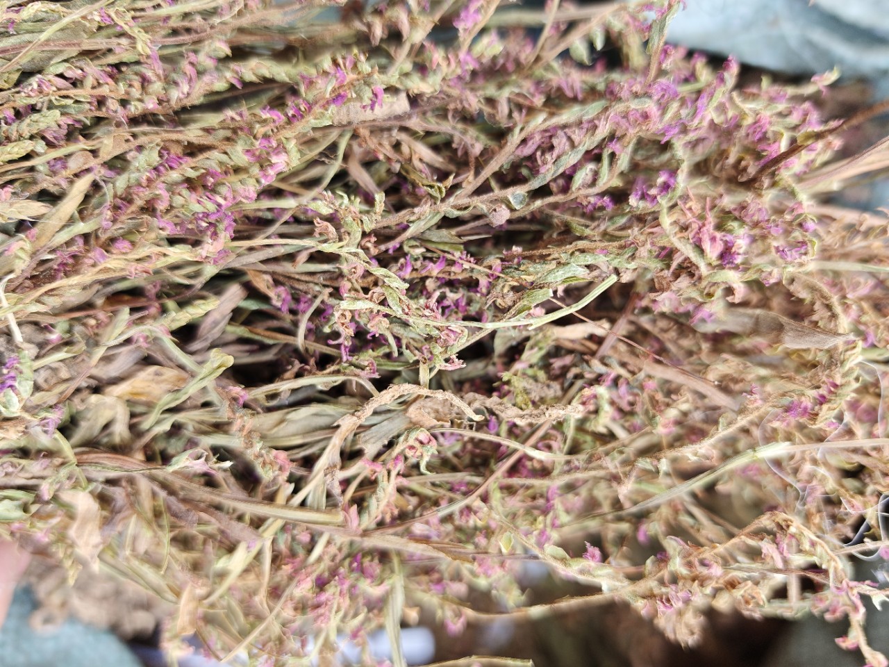 Pan Long Shen (Spiranthes sinensis) — Dried Food Herb, Rare Chinese Botanical specifications
