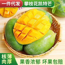 攀枝花凯特芒果3/5/9斤一件代发应季热带新鲜水果四川送礼大芒果