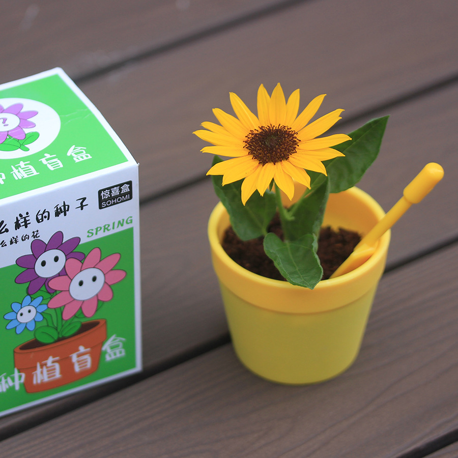 Creative Plant Blind Box Mini Potted Plants Children's Gift Seedlings 2