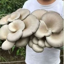 新鲜蘑菇菌包家庭室内食用平菇直发鲜菌菇四季菌种家种冬菇