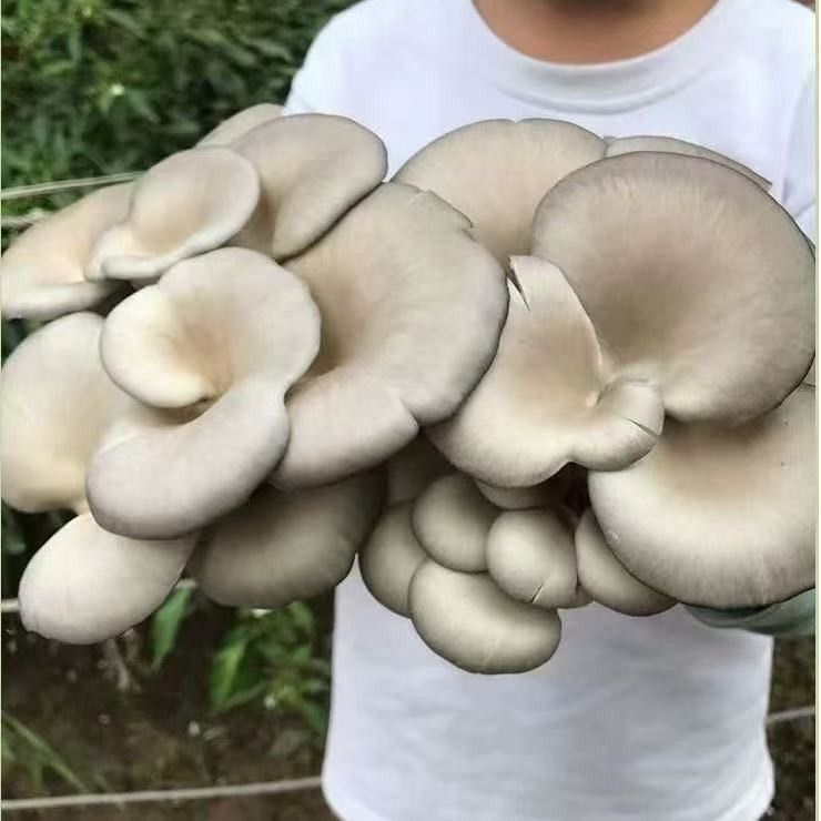 新鲜蘑菇菌包家庭室内食用平菇直发鲜菌菇四季菌种家种冬菇
