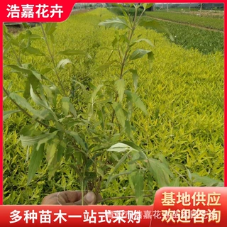 金叶犹小苗盆栽 多种规格四季可用公园绿化苗木常绿花苗金叶犹