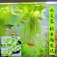 水芙蓉苗水浮莲水培植物水生植物水养草池塘鱼缸造景养殖净化水质