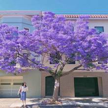 一件代发蓝花楹树苗珍贵名树庭院绿化苗木南方种植观赏凤凰花木风