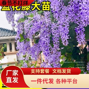 һ�����l���~�{������̩��С�~�m�����S��ٻ����̨ͥԺ�ļ��_��