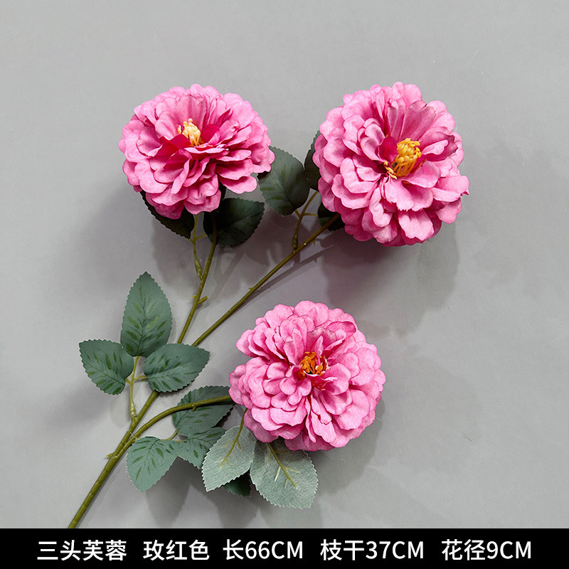 세 머리 히비스커스