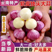 独头蒜皮包新蒜现大蒜紫皮2025年批发新鲜蔬菜挖独蒜邮红二月
