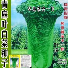 津绿75秋白菜籽天津青麻叶白菜籽秋季天津青麻叶直筒形白菜种子