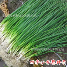 �ļ�С���[�N��ͥԺ�̨����С�[�N���߲˷N���ļ����׷N�r�Ҳˈ@