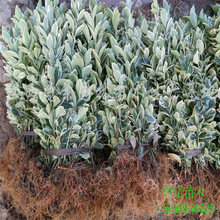 基地直销绿化工程苗  金边冬青苗 金边冬青球 规格齐全 量大优惠